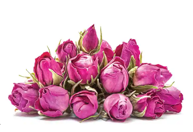 غنچه گل محمدی